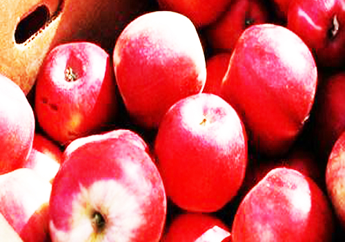 食用苹果减肥